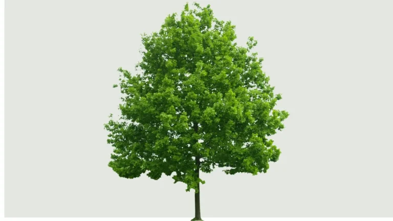 Where to Find Ironite for Trees Near Me in Albuquerque?